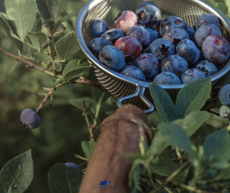 Pick Your Own Places Near Locust Grove