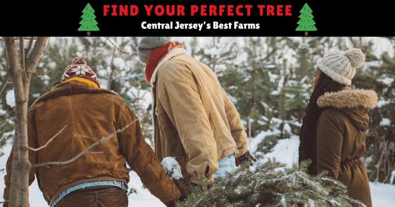 The Perfect Christmas Tree  : The Ultimate Guide to Central Jersey’s Cut-Your-Own Christmas Tree Farms