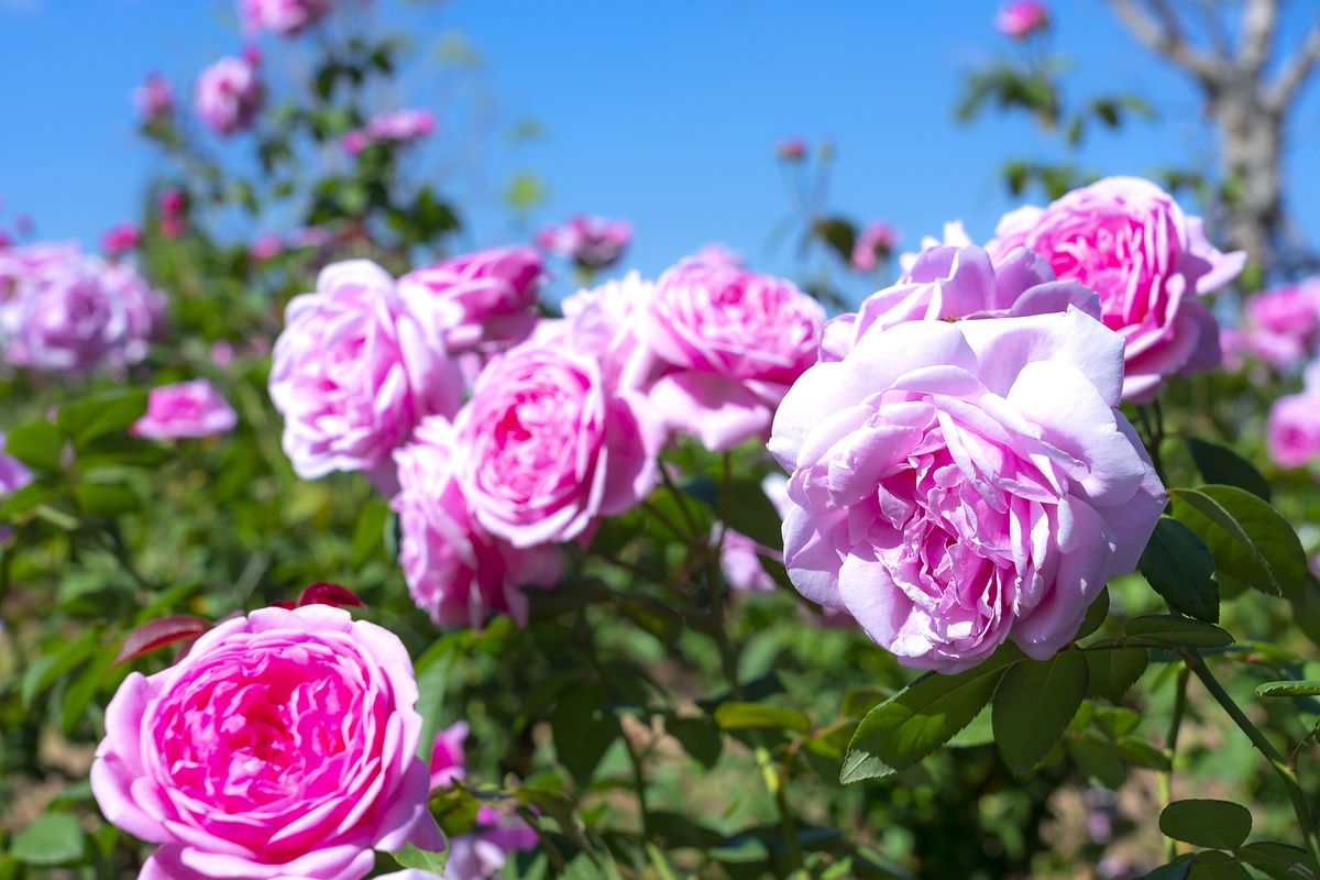 How to grow better roses this summer