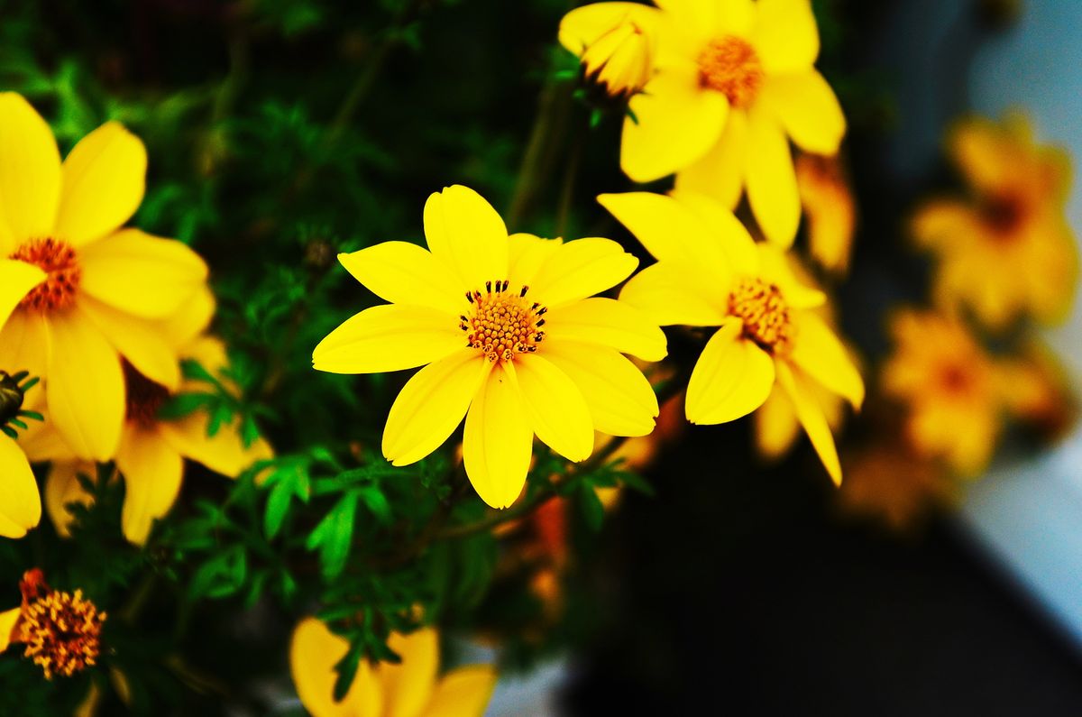 Garden flowers that thrive in summer sun Claysmile