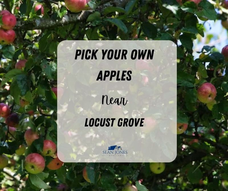 Places to Pick Apples Near Locust Grove